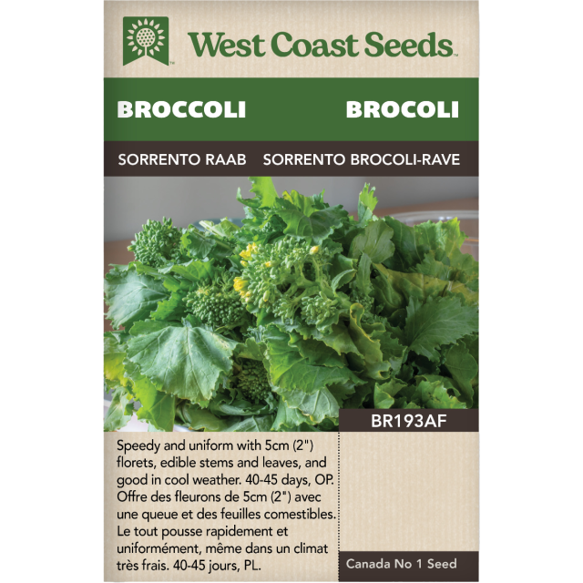 Sorrento brocoli-rave Raab Brocoli Légumes Graines - West Coast Seeds