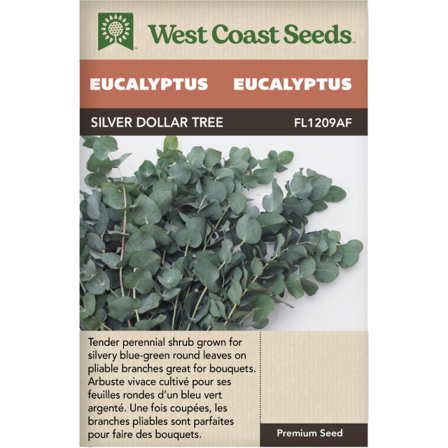 Silver Dollar Tree Eucalyptus Perennial Eucalyptus Flowers Seeds - West Coast Seeds