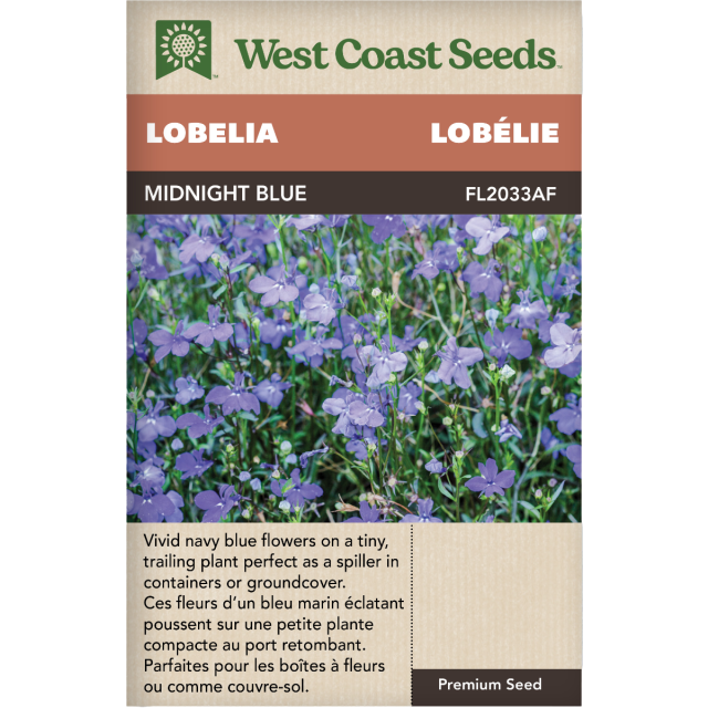 Midnight Blue Annuel Lobelia Fleurs Graines - West Coast Seeds