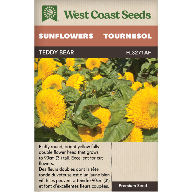 Teddy Bear Annuel Tournesols Fleurs Graines - West Coast Seeds