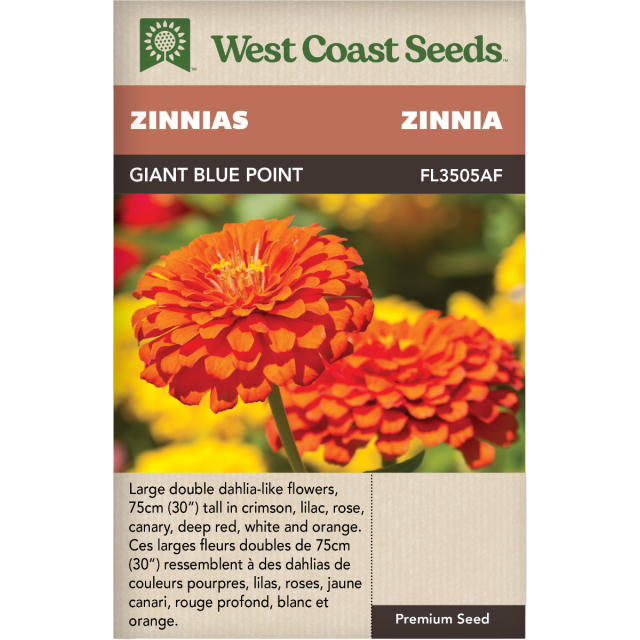 Giant Blue Point Formula Annuel Zinnies Fleurs Graines - West Coast Seeds