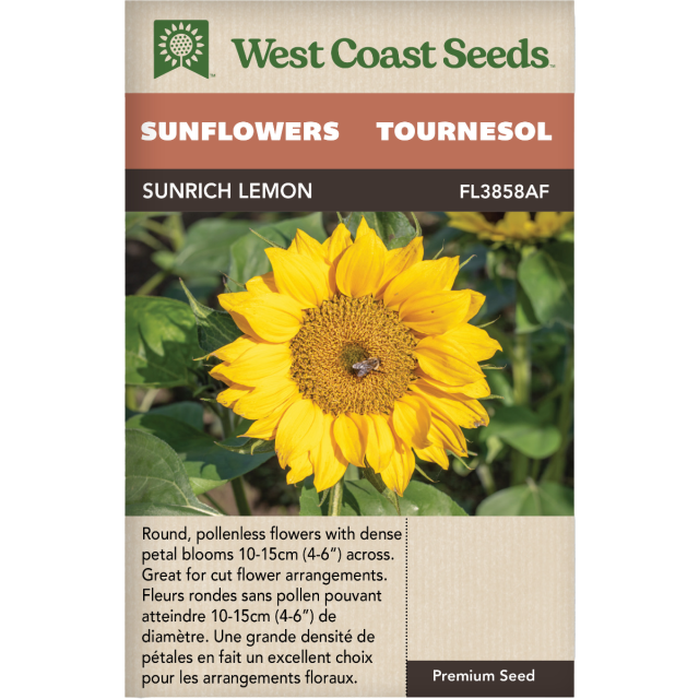 Sunrich Lemon Annuel Tournesols Fleurs Graines - West Coast Seeds