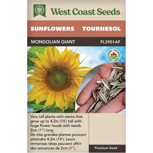 Mongolian Giant Annuel Tournesols Fleurs Graines Biologiques - West Coast Seeds