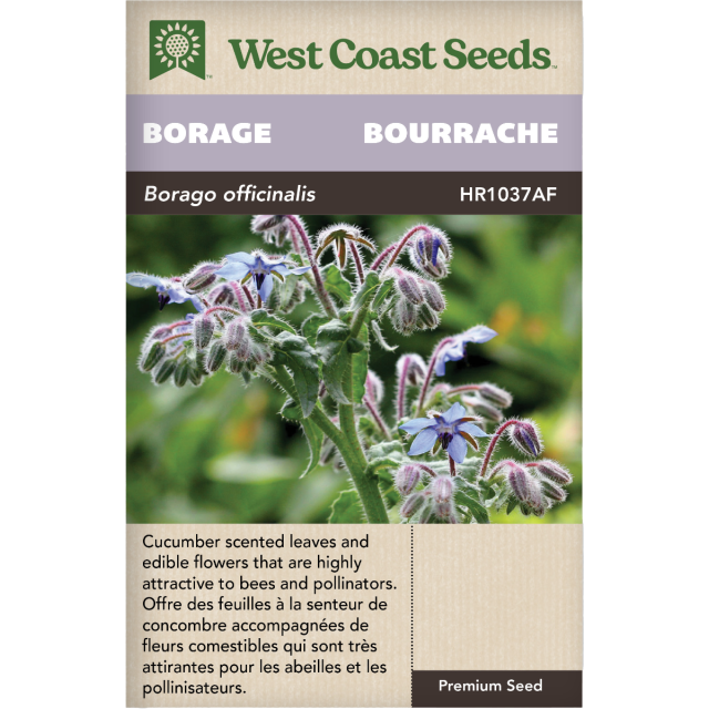 Bourrache Annuel Borage Herbes Graines - West Coast Seeds