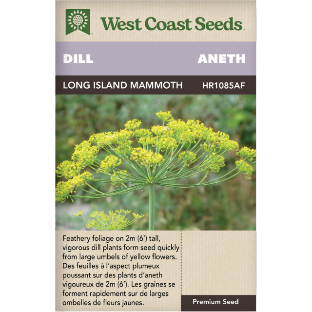 Long Island Mammoth Annuel Aneth Herbes Graines Anciennes - West Coast Seeds