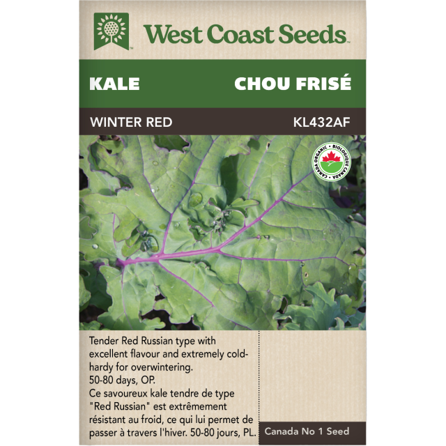 Winter Red Chou frisé Légumes Graines Biologiques - West Coast Seeds