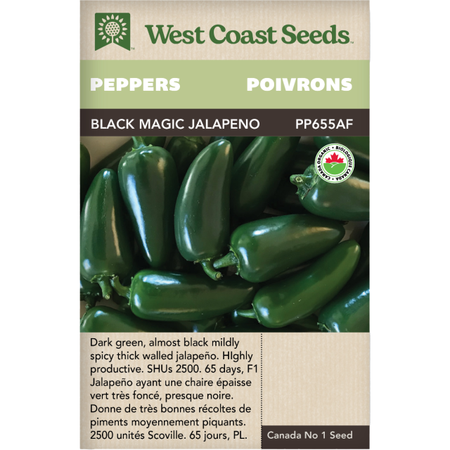 Black Magic Jalapano Chaud Poivrons Légumes Graines Biologiques - West Coast Seeds