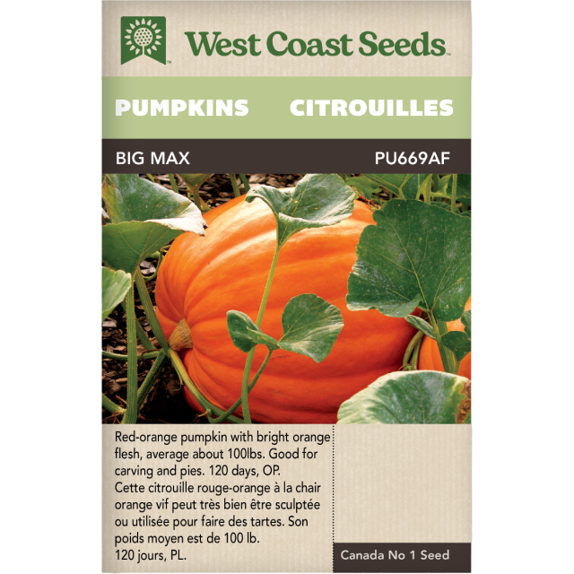 Big Max Citrouilles Légumes Graines - West Coast Seeds