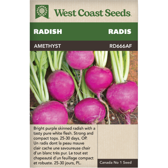 Amethyst Rouge Radis Légumes Graines - West Coast Seeds