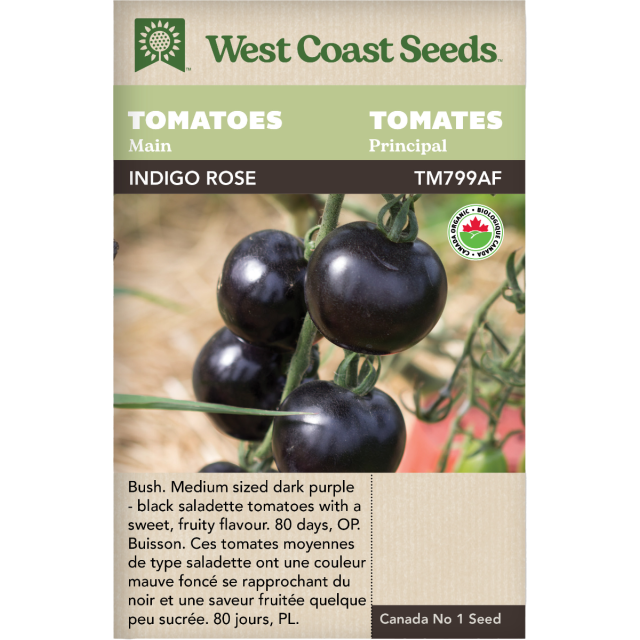 Indigo Rose Principale Tomates Légumes Graines Biologiques - West Coast Seeds