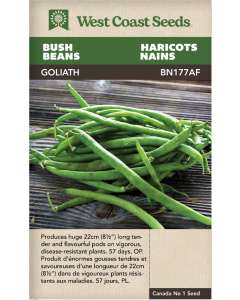 Goliath Bush Beans Vegetables Seeds - West Coast Seeds