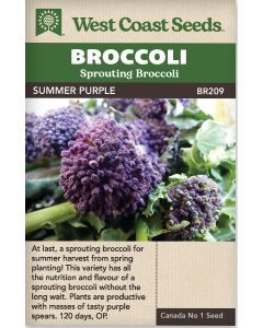 Summer Purple Purple Sprouting Broccoli Vegetable Seeds - West Coast Seeds - BR209A