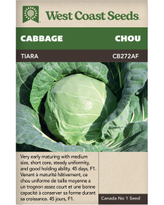 Tiara F1 (Coated) Summer Cabbage Vegetables Seeds - West Coast Seeds