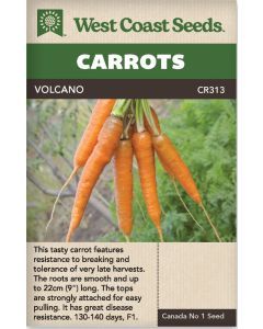 Volcano F1 (250 Seeds) Nantes Carrots Vegetable Seeds - West Coast Seeds - CR313A