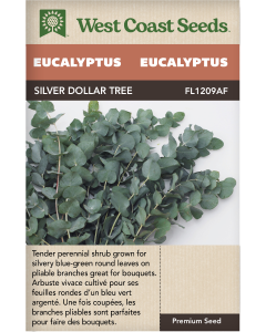 Silver Dollar Tree Eucalyptus Perennial Eucalyptus Flowers Seeds - West Coast Seeds