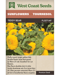 Teddy Bear Annual Sunflowers Flowers Seeds - West Coast Seeds