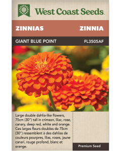 Giant Blue Point Formula Annual Zinnias Flowers Seeds - West Coast Seeds
