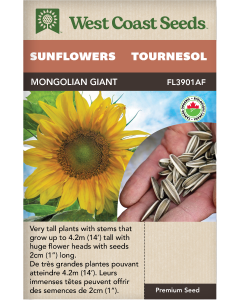 Mongolian Giant Certified Organic Annual Sunflowers Flowers Seeds - West Coast Seeds