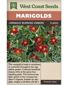 Linnaeus Burning Embers Annual Marigolds Flower Seeds - West Coast Seeds - FL4023A