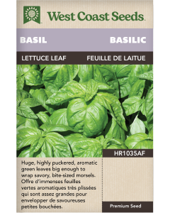 Feuille de laitue Génois Basilic Herbes Graines - West Coast Seeds