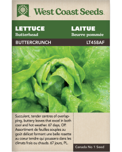 Buttercrunch Butterhead Lettuce Vegetables Seeds - West Coast Seeds