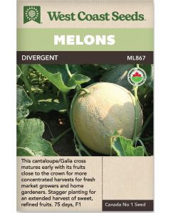 Divergent F1 Certified Organic (5 Seeds) Cantaloupe Melons Vegetable Seeds - West Coast Seeds - ML867A