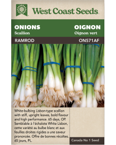 Ramrod Échaillis Oignons Légumes Graines - West Coast Seeds