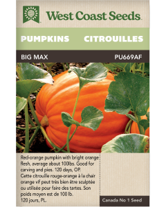 Big Max Pumpkins Vegetables Seeds - West Coast Seeds