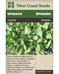 Yukon F1 Spinach Vegetables Seeds - West Coast Seeds
