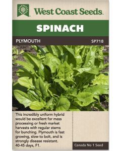 Plymouth F1 (250 Seeds) Spinach Vegetable Seeds - West Coast Seeds - SP718A