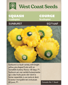 Sunburst F1 Scallopini Squash Vegetables Seeds - West Coast Seeds