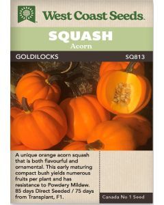 Goldilocks F1 (10 Seeds) Acorn Squash Vegetable Seeds - West Coast Seeds - SQ813A