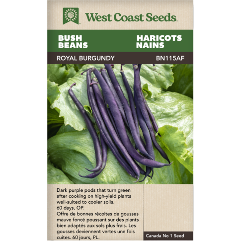 Royal Burgundy Buisson Haricots Légumes Graines - West Coast Seeds