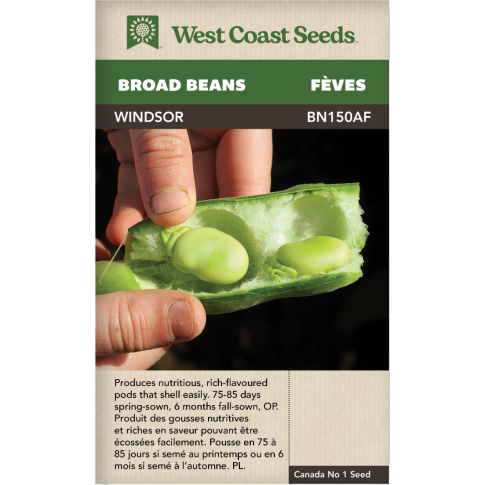Windsor Broad Beans Vegetables Seeds - West Coast Seeds