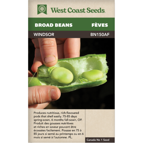 Windsor Large Haricots Légumes Graines - West Coast Seeds