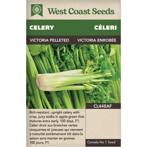 Victoria F1 (Pelleted) Celery Vegetables Seeds - West Coast Seeds