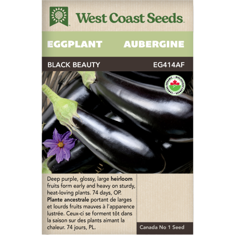 Black Beauty Violet Aubergines Légumes Graines Biologiques Anciennes - West Coast Seeds