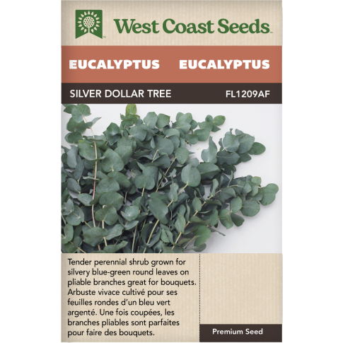 Silver Dollar Tree Eucalyptus Vivace Eucalyptus Fleurs Graines - West Coast Seeds