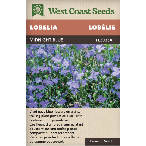 Midnight Blue Annuel Lobelia Fleurs Graines - West Coast Seeds