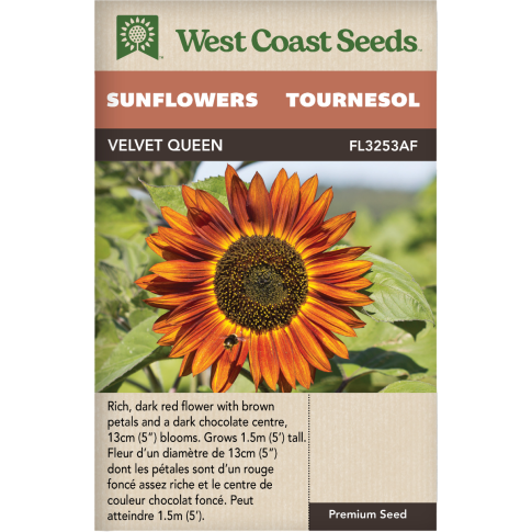 Velvet Queen Annual Sunflowers Flowers Seeds - West Coast Seeds