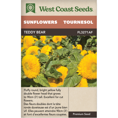 Teddy Bear Annuel Tournesols Fleurs Graines - West Coast Seeds