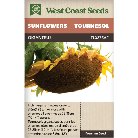 Giganteus Annual Sunflowers Flowers Seeds - West Coast Seeds