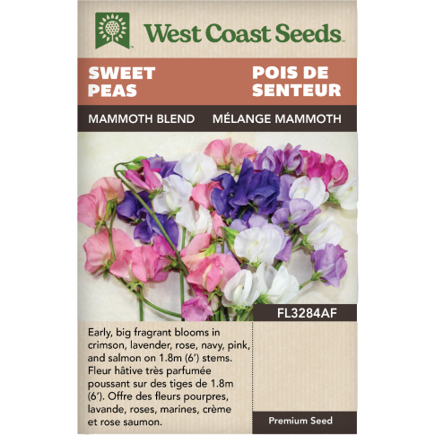 Mammoth Blend Annual Sweet Peas Flowers Seeds - West Coast Seeds