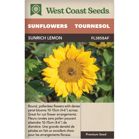 Sunrich Lemon Annual Sunflowers Flowers Seeds - West Coast Seeds