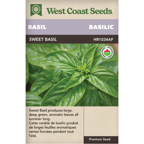 Sweet Génois Basilic Herbes Graines Biologiques - West Coast Seeds