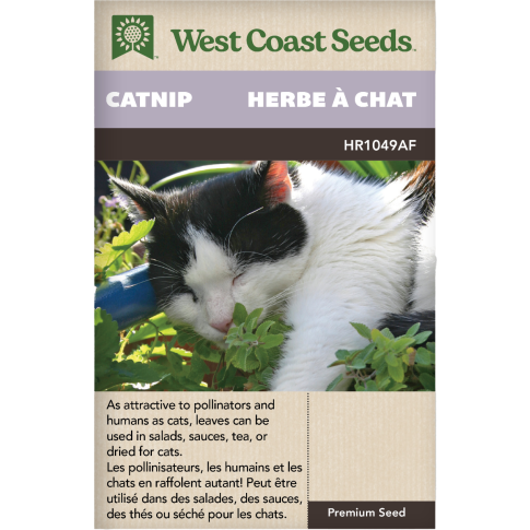 Herbe à chat Catnip Herbes Graines - West Coast Seeds