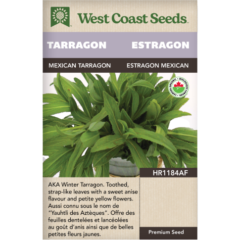 Estragon mexican Annuel Estragon Herbes Graines Biologiques - West Coast Seeds