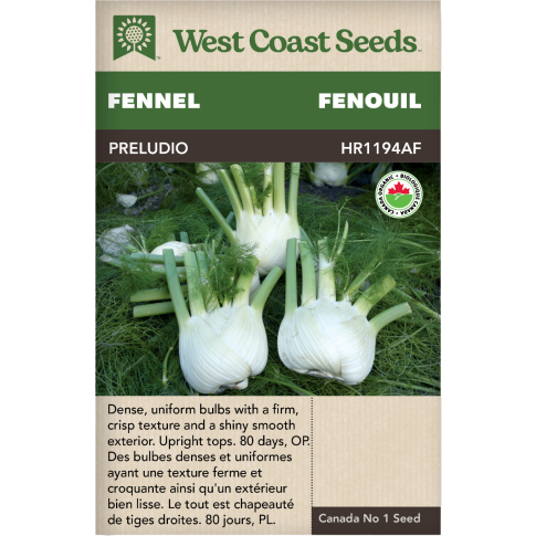 Preludio F1 Certified Organic Bulb Fennel Vegetables Seeds - West Coast Seeds