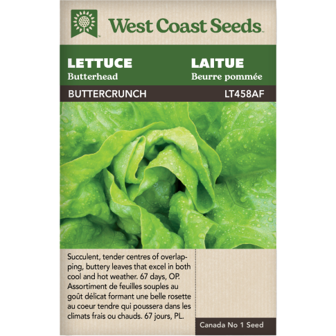 Buttercrunch Butterhead Lettuce Vegetables Seeds - West Coast Seeds