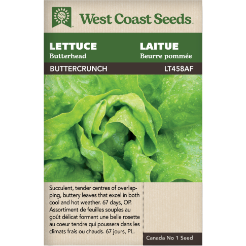 Buttercrunch Butterhead Laitue Légumes Graines - West Coast Seeds